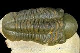 Detailed, Reedops Trilobite - Atchana, Morocco #160728-3
